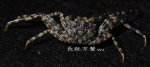 Grapsus longitarsis Dana, 1851 Grapsus longitarsis Dana, 1851