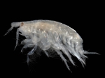 Picture of Bathyporeia guilliamsoniana