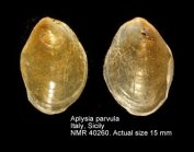 Aplysia parvula