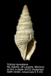 Drilliola loprestiana