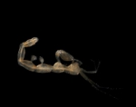 Picture of Pariambus typicus
