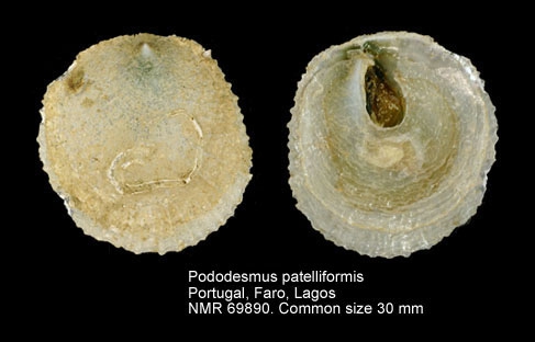 Pododesmus patelliformis