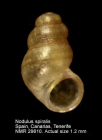 Nodulus spiralis
