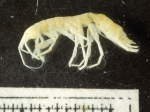 Maera danae