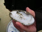 luteraria luteraria otterschelp luteraria luteraria otterschelp