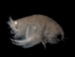 Picture of Urothoe poseidonis