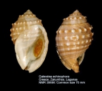Galeodea echinophora