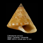 Calliostoma conulus