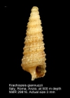 Krachiopsis giannuzzii