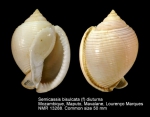 Semicassis bisulcata