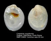 Crepidula unguiformis