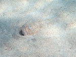 Perciformes