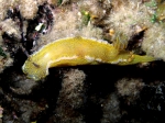Hypselodoris picta Hypselodoris picta