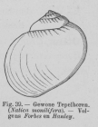 Eben (1884, figuur 39)