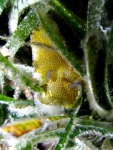 Hypselodoris picta Hypselodoris picta