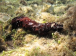 Holothuria poli