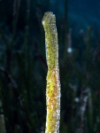 Syngnathus typhle