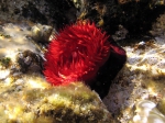 Actinia schmidti