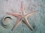 Astropecten bispinosus