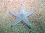 Astropecten jonstoni
