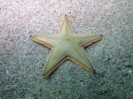 Astropecten jonstoni
