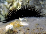 Lipophrys dalmatinus