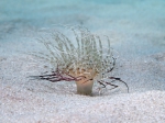 Pachycerianthus solitarius