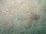 Raja radula (juvenile)