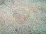 Raja radula (juvenile)