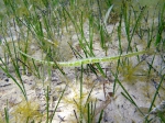 Syngnathiformes