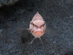 Serranus cabrilla