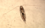 Calanus finmarchicus - female Calanus finmarchicus - female