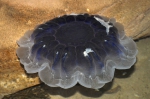 Cyanea lamarckii - bluefire jellyfish