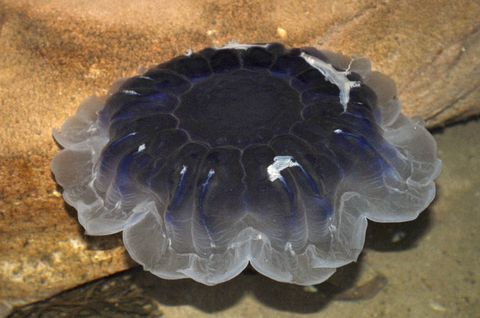 Cyanea lamarckii - bluefire jellyfish