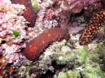 Holothuria sanctori