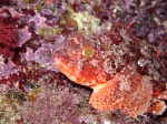 Scorpaena notata