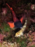 Tripterygion tripteronotus (male and female)