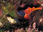 Tripterygion tripteronotus (male and female)