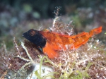 Tripterygion tripteronotus (male)