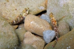 Tripterygion tripteronotus (female)
