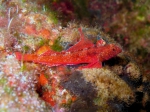 Tripterygion tripteronotus (male)