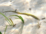 Syngnathus abaster