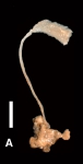 Amphilectus strepsichelifer Amphilectus strepsichelifer