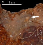 Esperiopsis cimensis Esperiopsis cimensis
