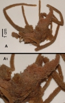 Ulosa capblancensis Ulosa capblancensis