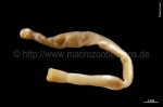 Mollusca (molluscs)