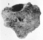 Haliclona calcinea Haliclona calcinea