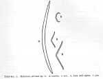 Haliclona calcinea spicules Haliclona calcinea spicules