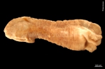 Chiridota laevis Chiridota laevis
