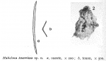 Haliclona tenerrima Burton, 1954 Haliclona tenerrima Burton, 1954